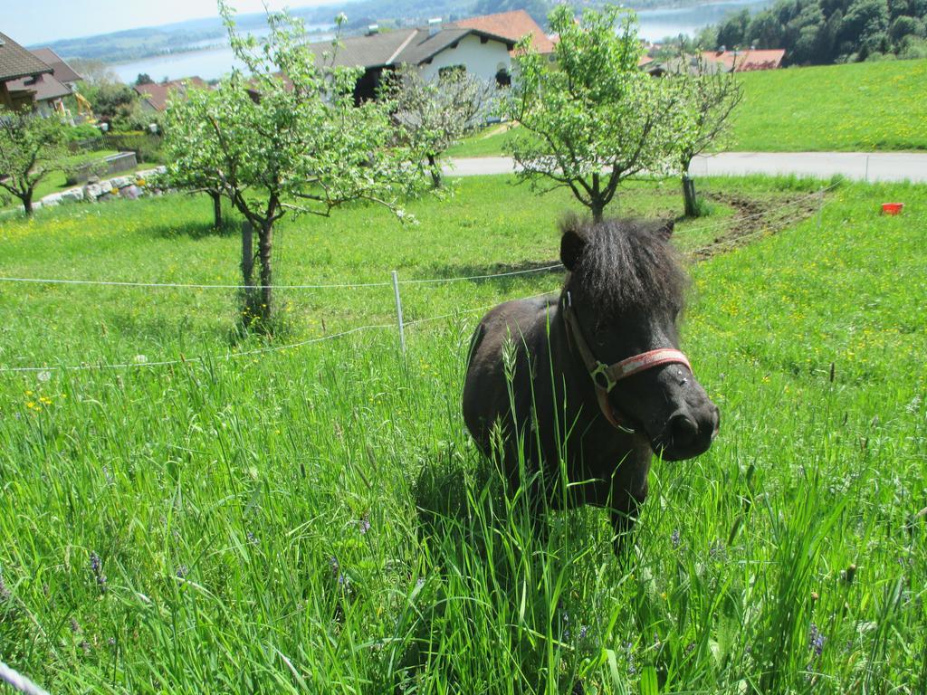 Willa Stiedlbauerhof Seeham Pokój zdjęcie